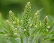 fy4zn03hdcgfywcpkwtb1hhrx 162853