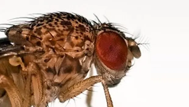 g0wse1n3vglbhcj6ekkj6hhs2 fruitvlieg