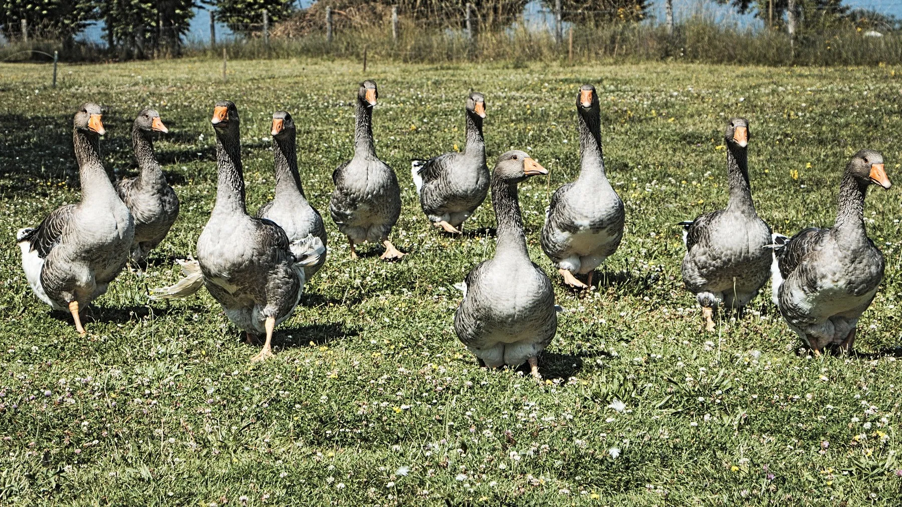 geese 840193 1920 e1446740809160