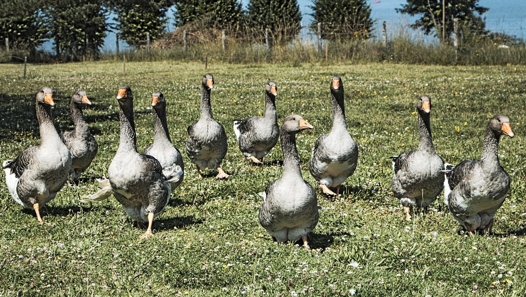 geese 840193 1920 e1454547217581