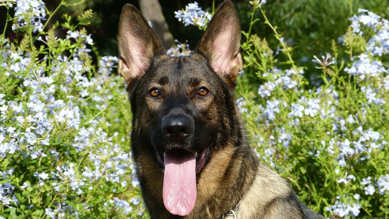 german shepherd 232393 1280 e1436051562743