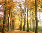 gjbb6k8mu6kqax5er36rwwyoj 31548