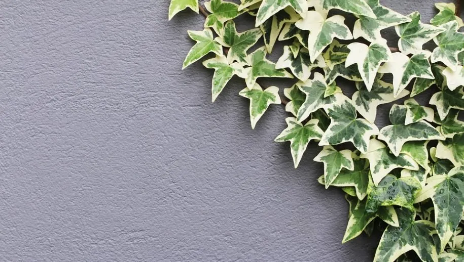 hedera 915x518