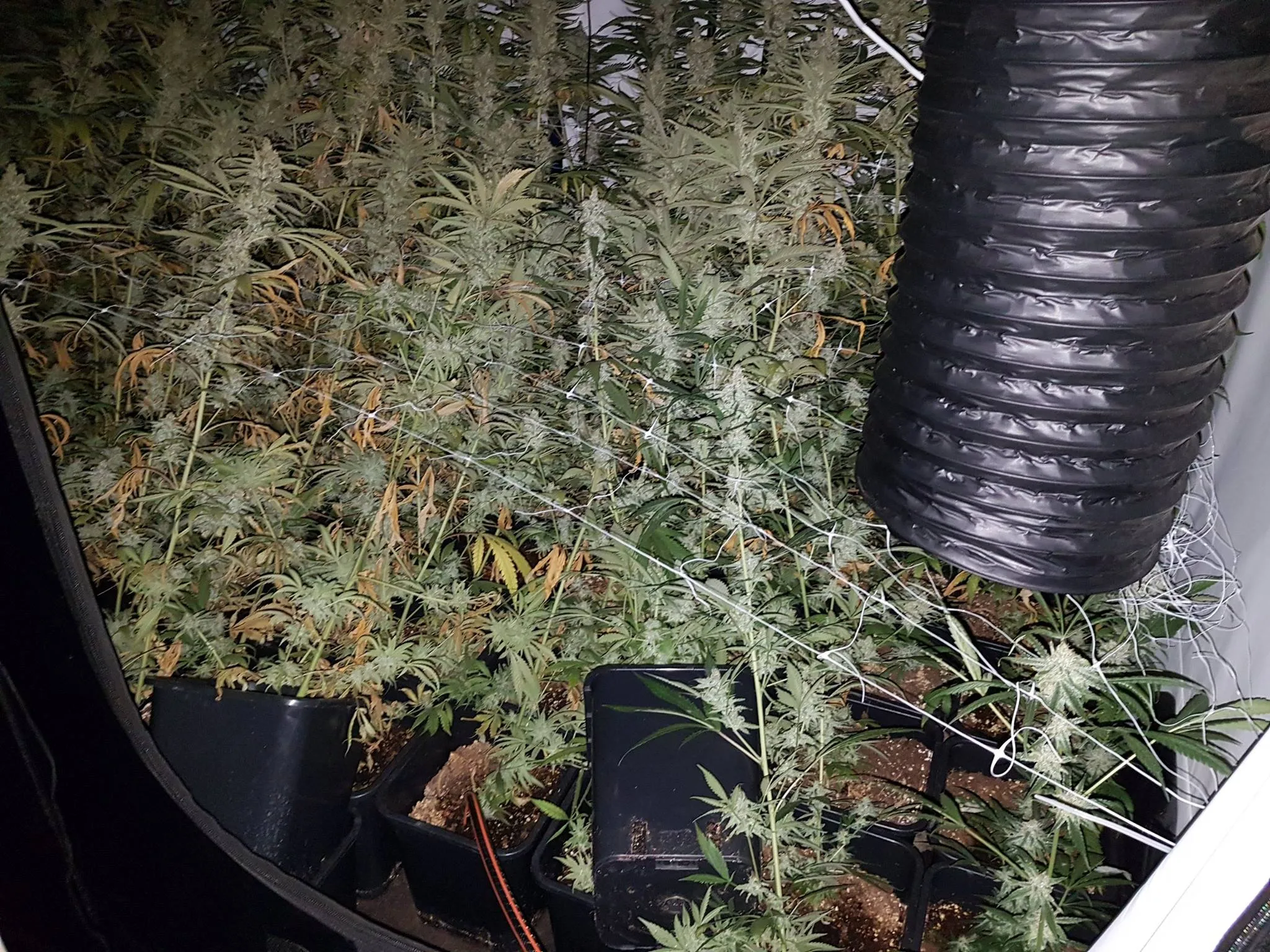 hennepkwekerij ceasarlaan beuningen