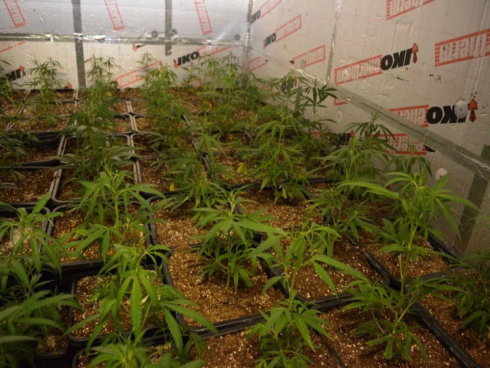 hennepkwekerij weurt