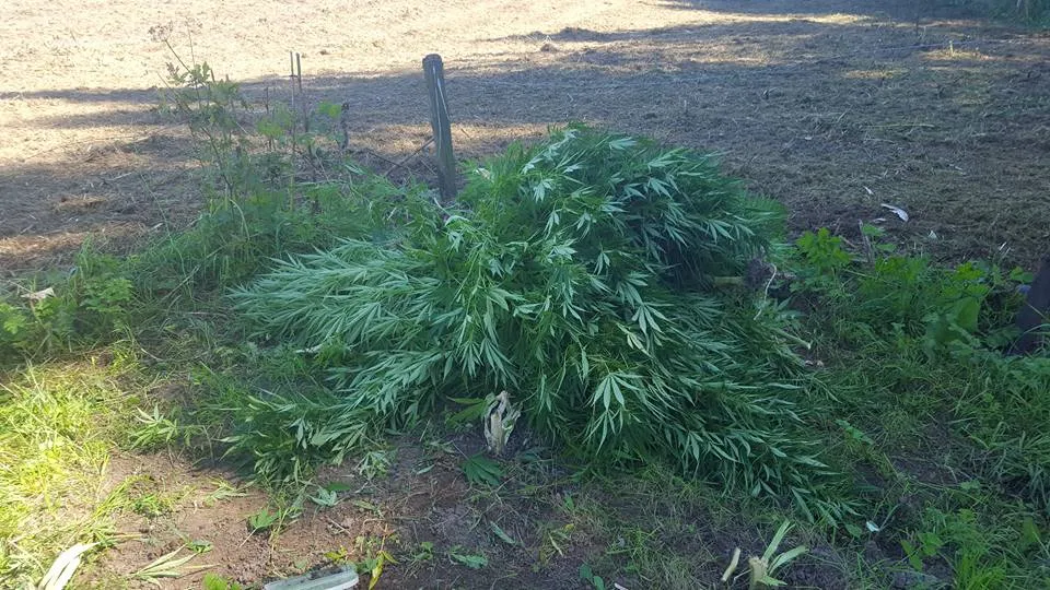 hennepplantenuiterwaardenewijk