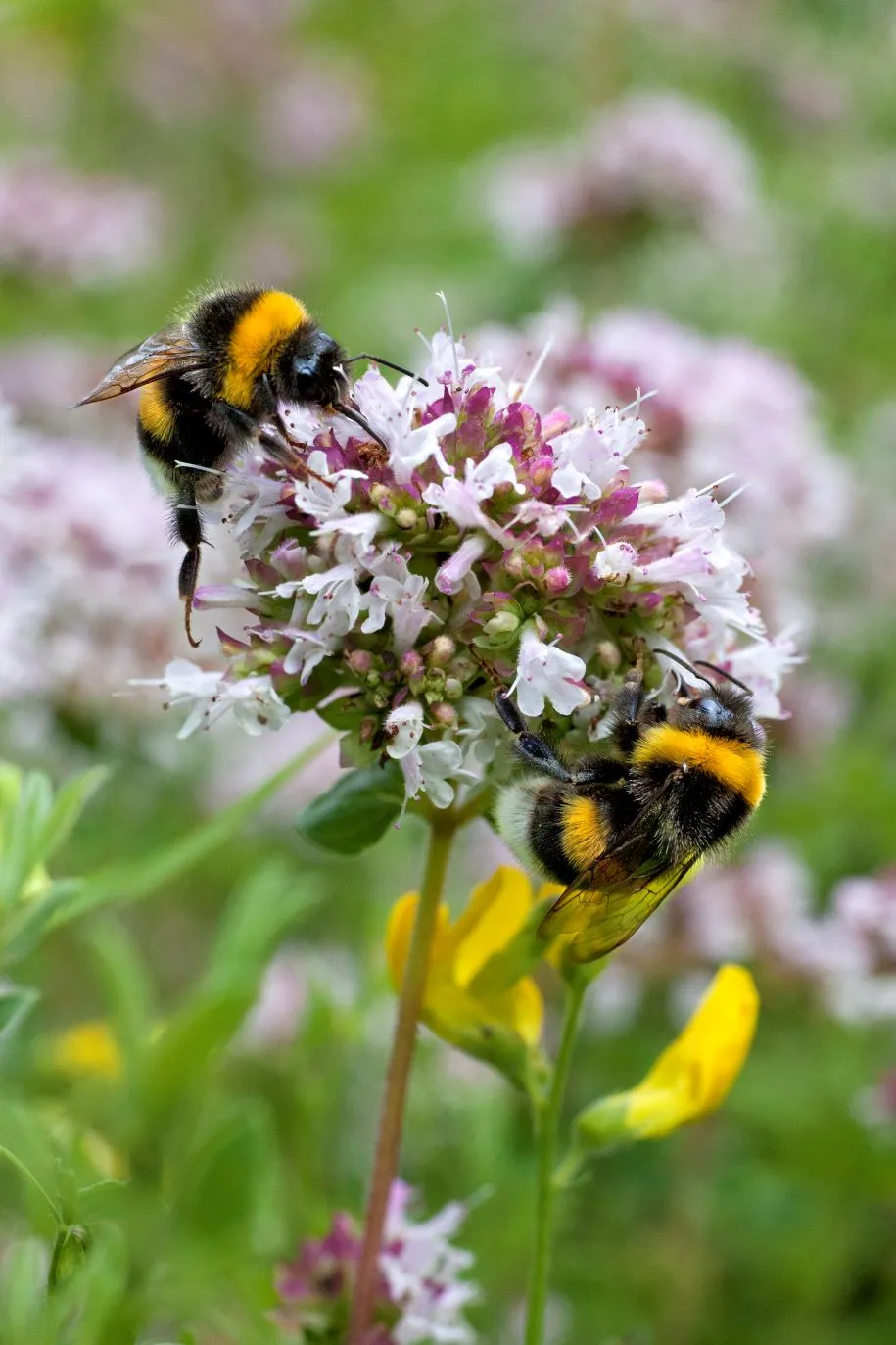 hommels op wilde marjolein