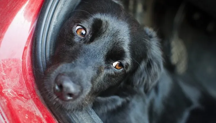 hond in auto zvuk pixabay 715x408