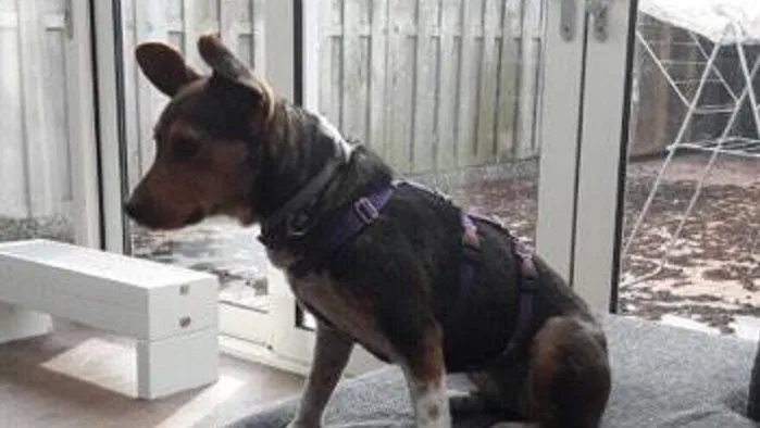 hond noekie vermist e1488721159236