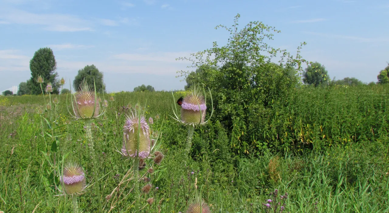 ivn zomerwandeling een kaardebol