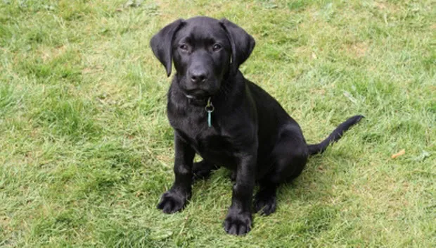 j8t2au1e3cpicudois15e31oe id 10018395james barkerfreedigitalphotots net620