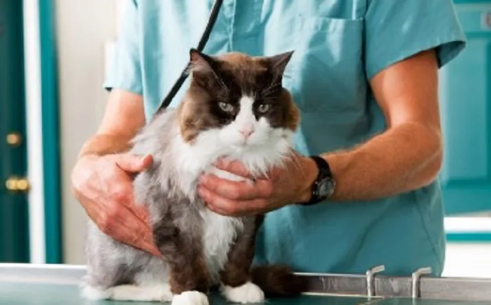 kindercollege hoe wordt ik dierenarts