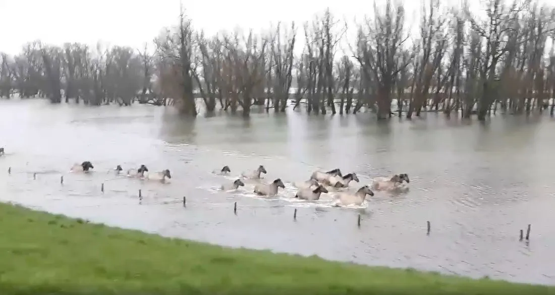 konikpaarden