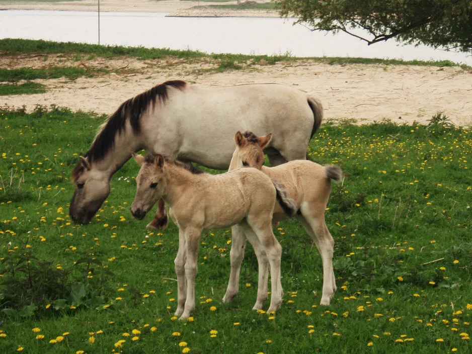 l3qborawd3bmoph15o6pvk6r0 fotodijkm2014 05 14paardenmiddag