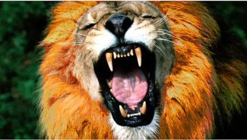 l8pc1q7mw7ye40pwdzn003uqv leeuwvanoranjewkvoetbalnederlandoverwinninghqrechtenvrij