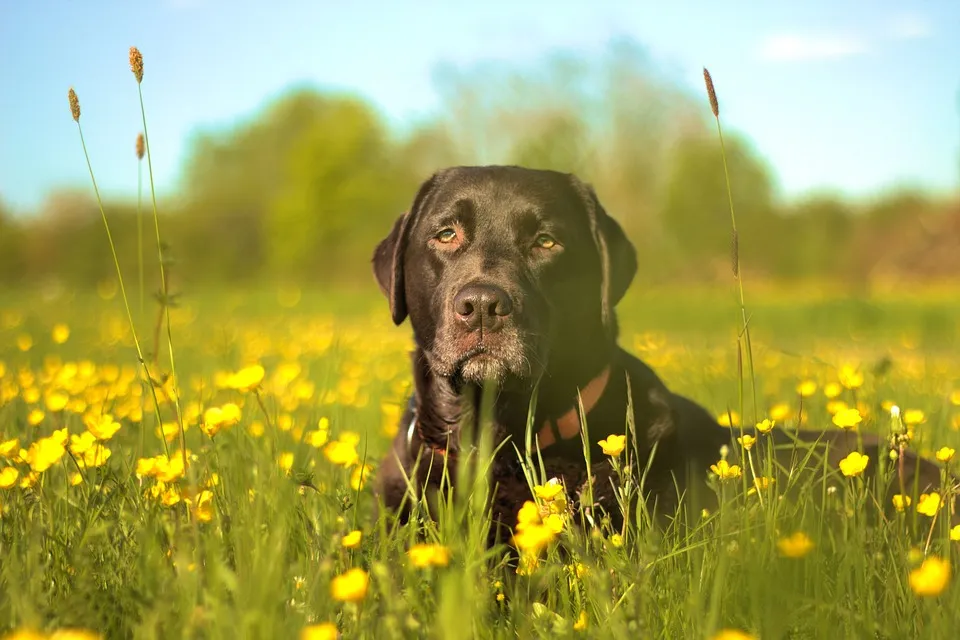 labrador 1385749 960 720