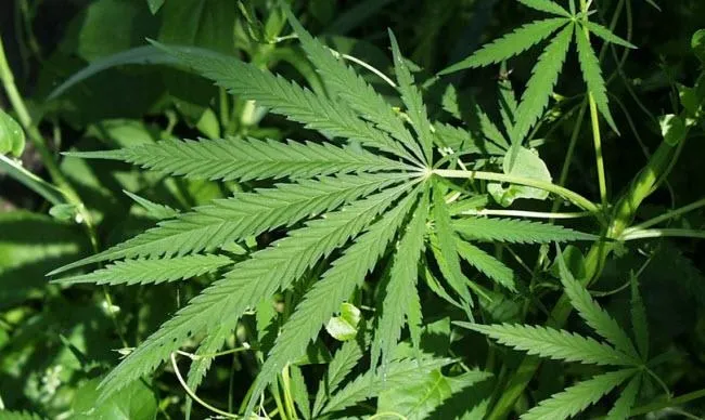 ma0y52w7okyzqxxafi73xmub1 hq hennep wiet rechtenvrij