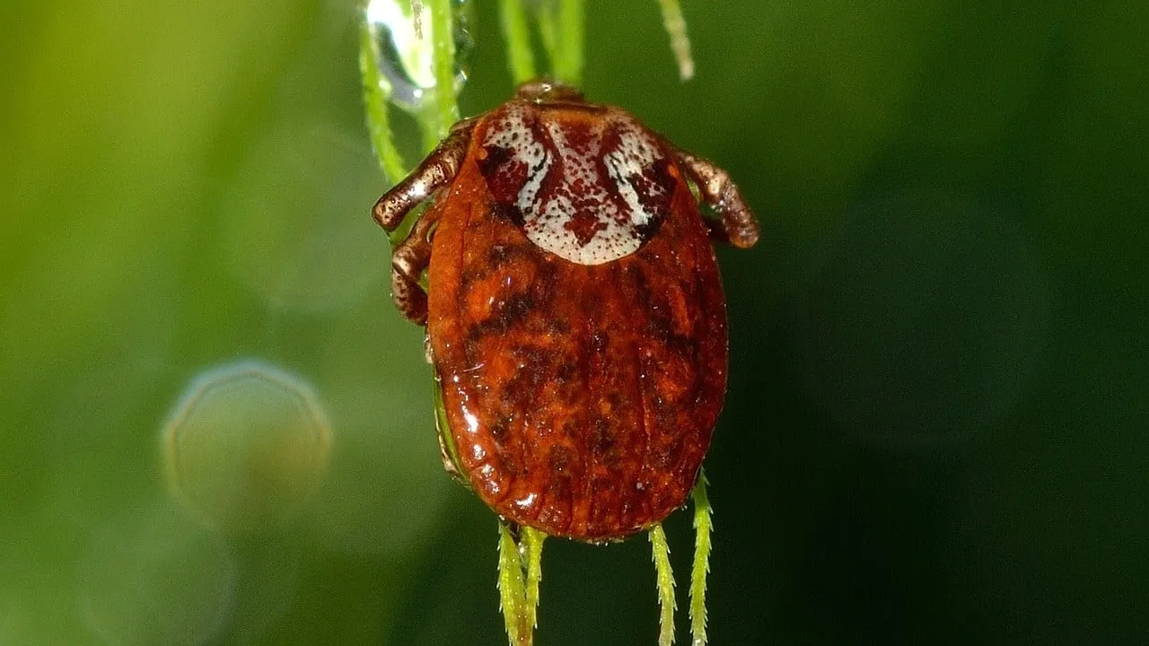 mite 751496 1280 e1436444746637