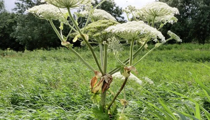 nature 1798552 960 720 715x408