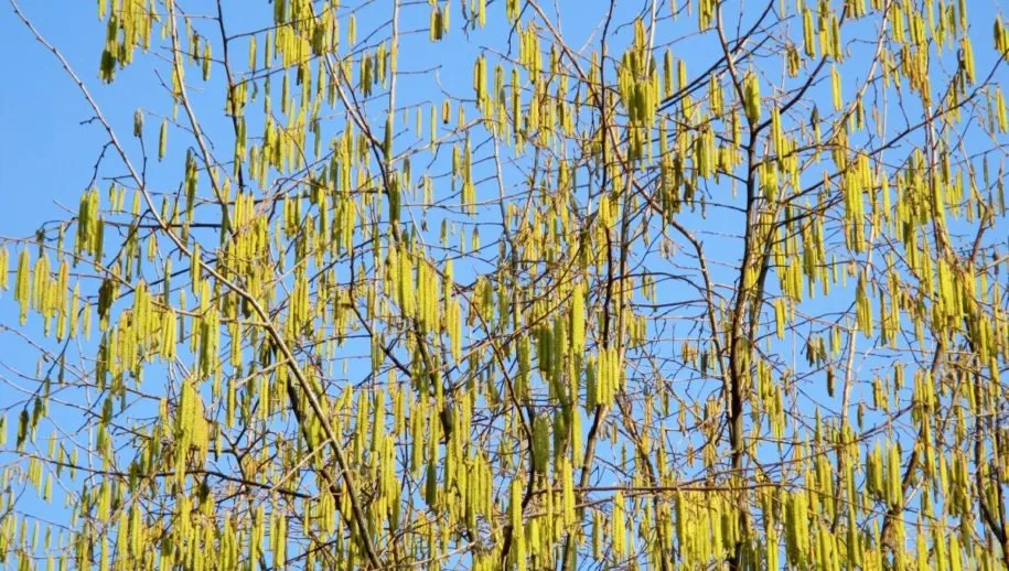 nature tree hazel birch greenhouse sausage pollen supplier golden sky 1110022jpgd berk 915x518