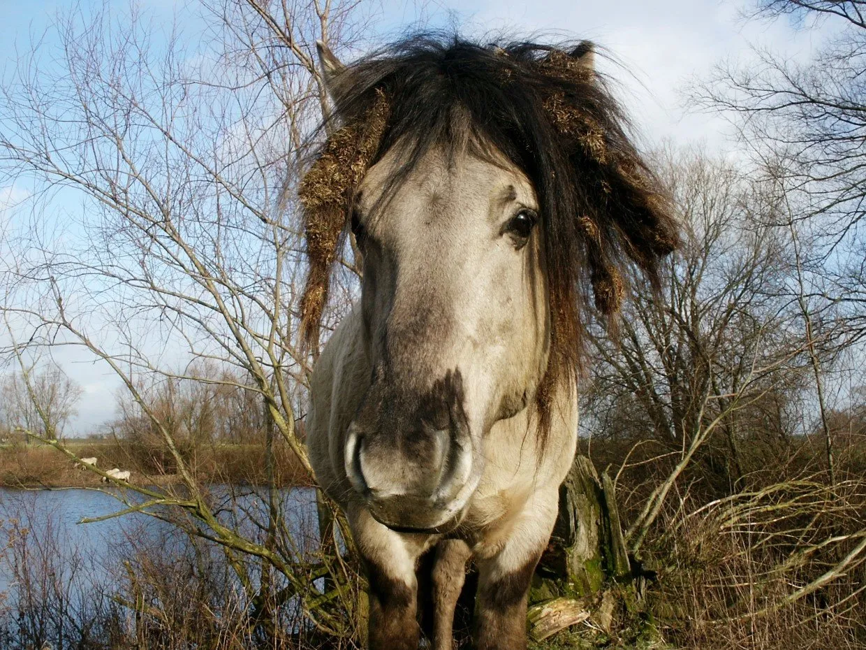 nbkf3pqohfe8we32n9w146ov6 fotodijkmagazijn2014 12 14wandelingewijk