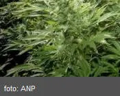 nu8aw1myqa1meubp2jynvaalu 20759