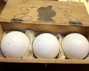 nune7x9c5mn3gicnnfakk6uo9 140832