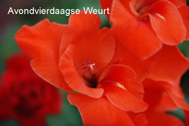 oczbhvf9mtjkefw4avsb17i0x avondvierdaagseweurt