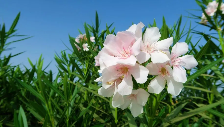 oleander 3639050 1280 915x518