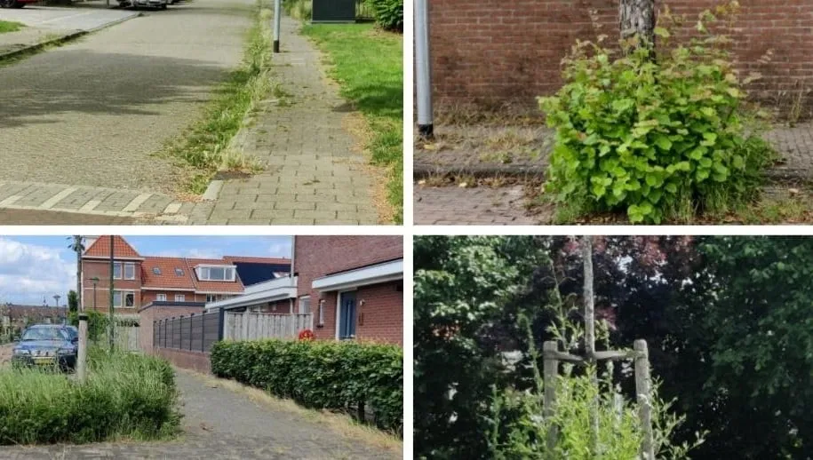 onkruid gemeente beuningen