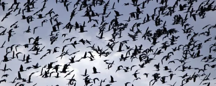 opvliegende vogels rihaij pixabay 710x284