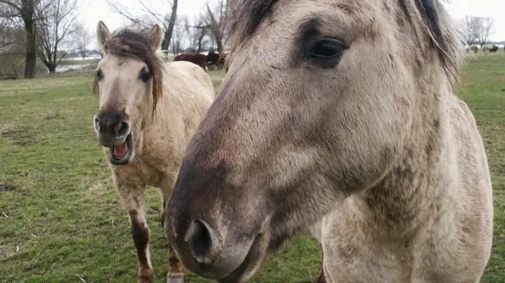 paarden uiterwaarde e1448661526684