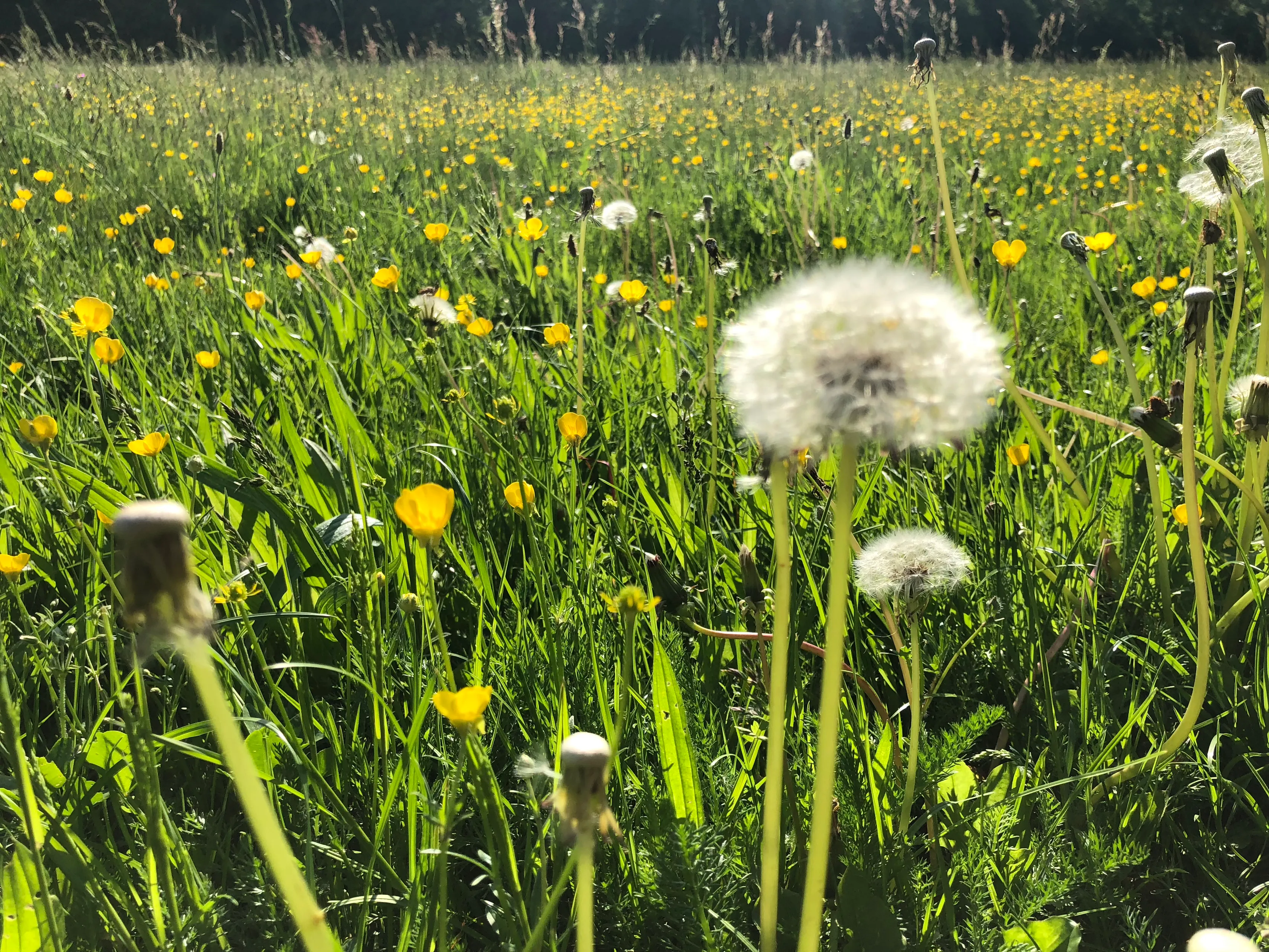 paardenbloem lente ommetje