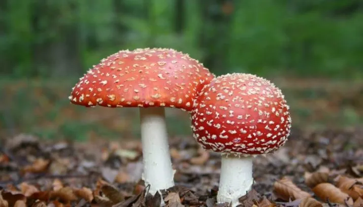 paddestoelen eline de jong 715x408