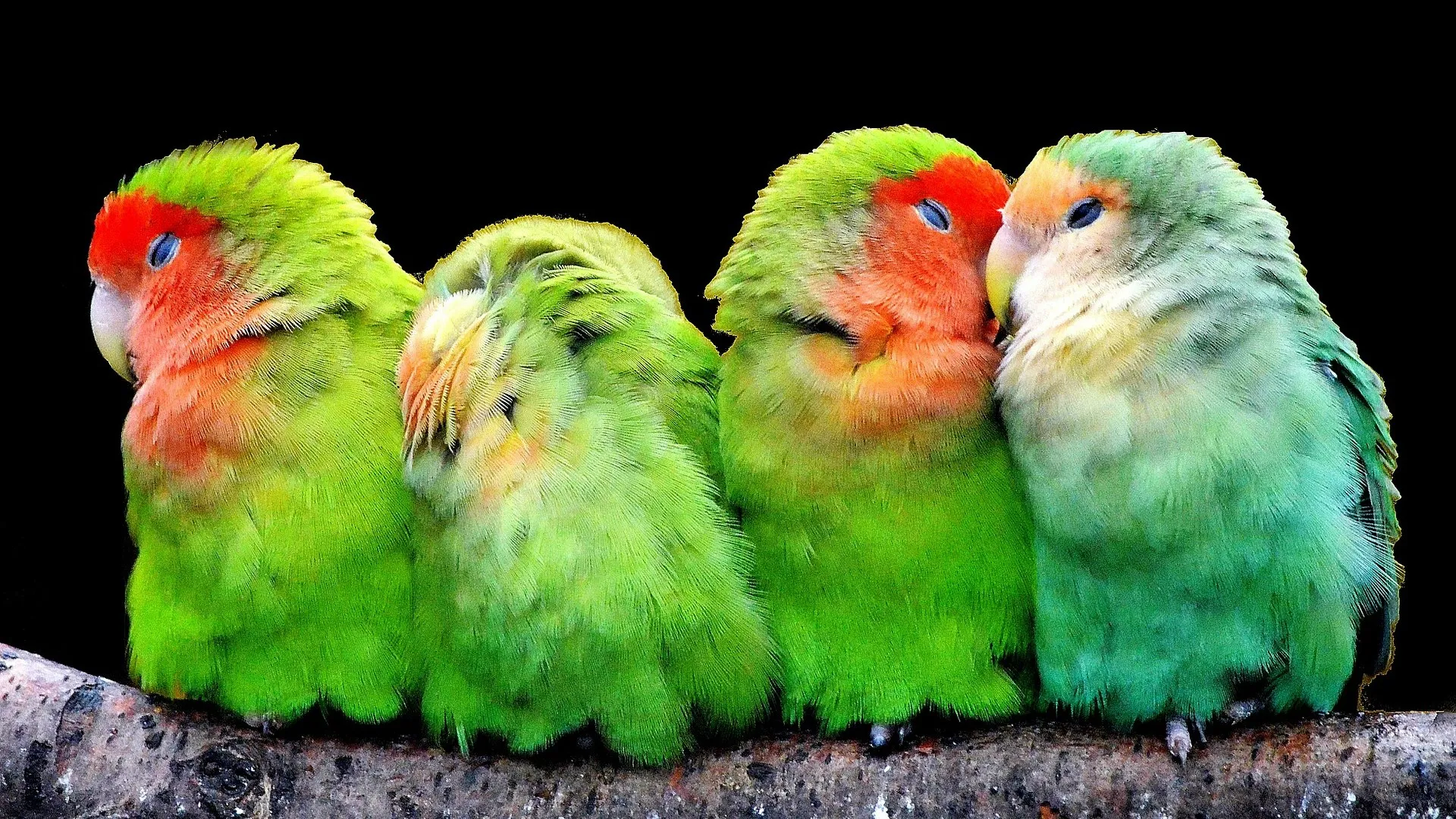 parrots 277093 1920 e1451045446244