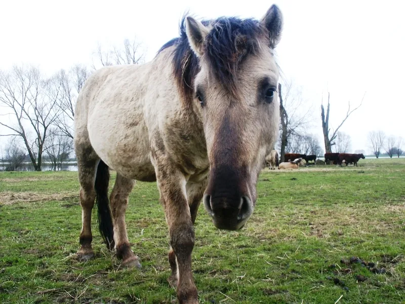 persbdijkm2023 wildepaarden