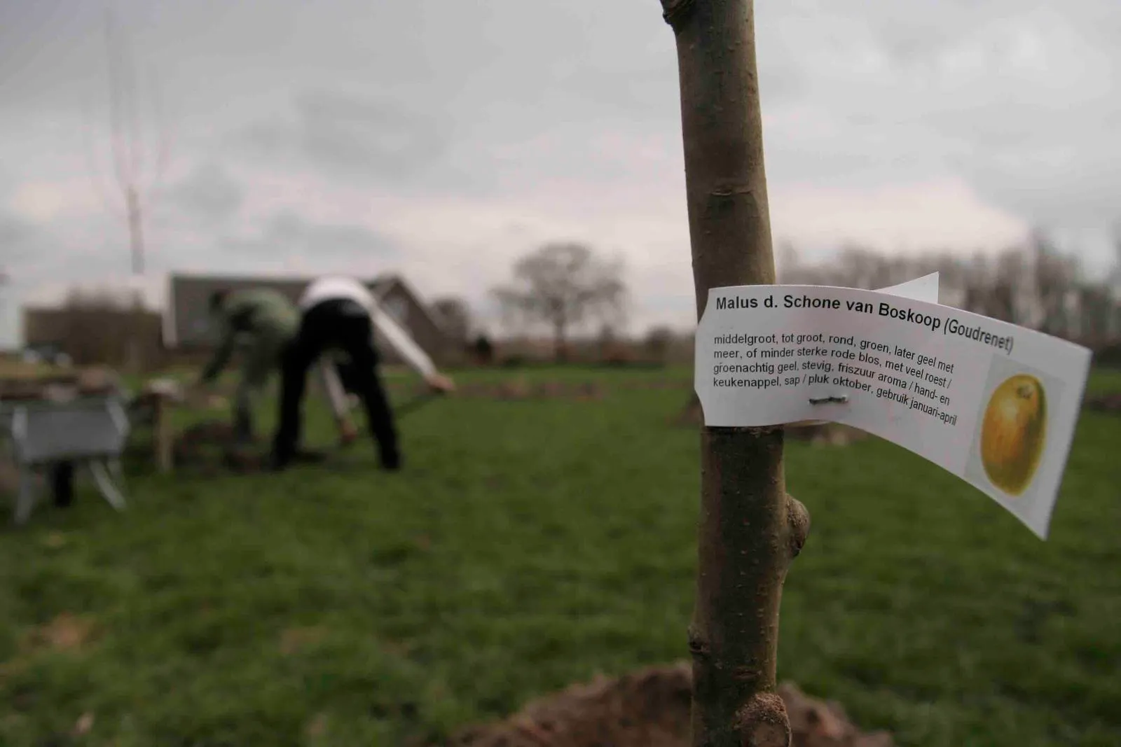planten bomen