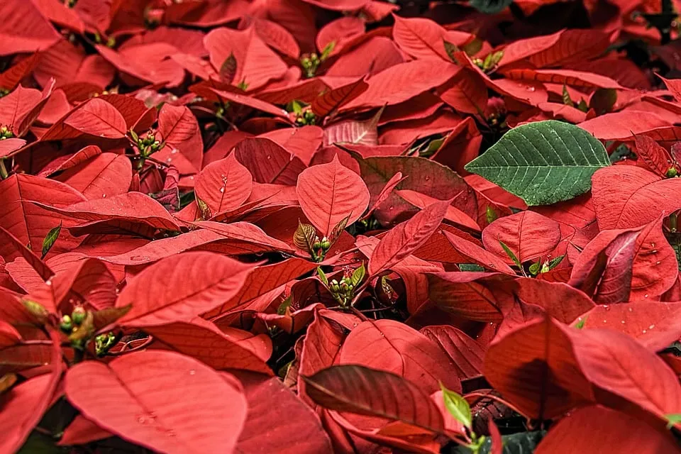 poinsettia 557704 960 720