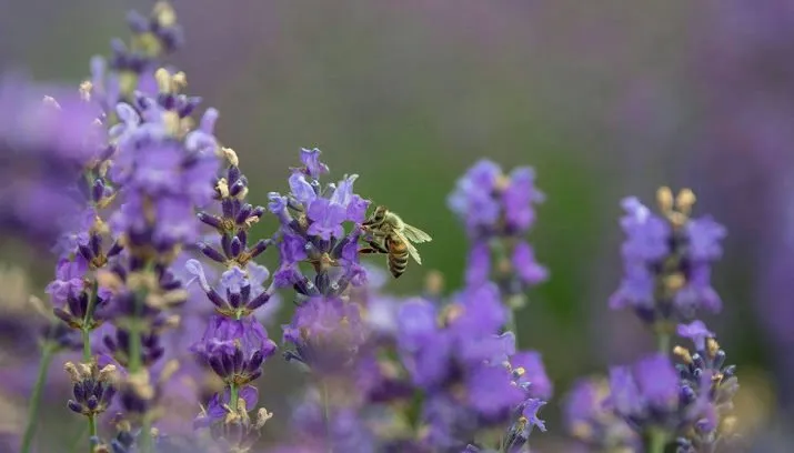 pollen kunnen nu al voor hooikoorts zorgen 715x408