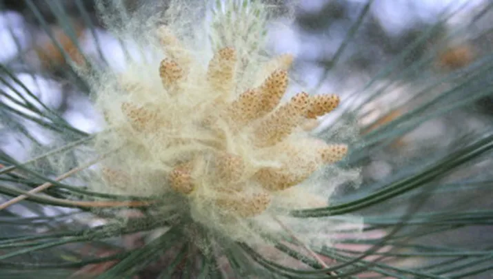 pollen