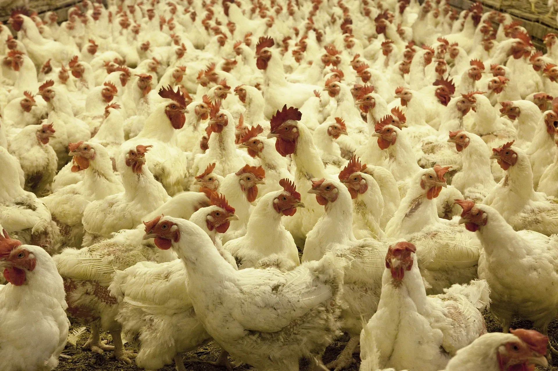 poultry farm 1544654 1920