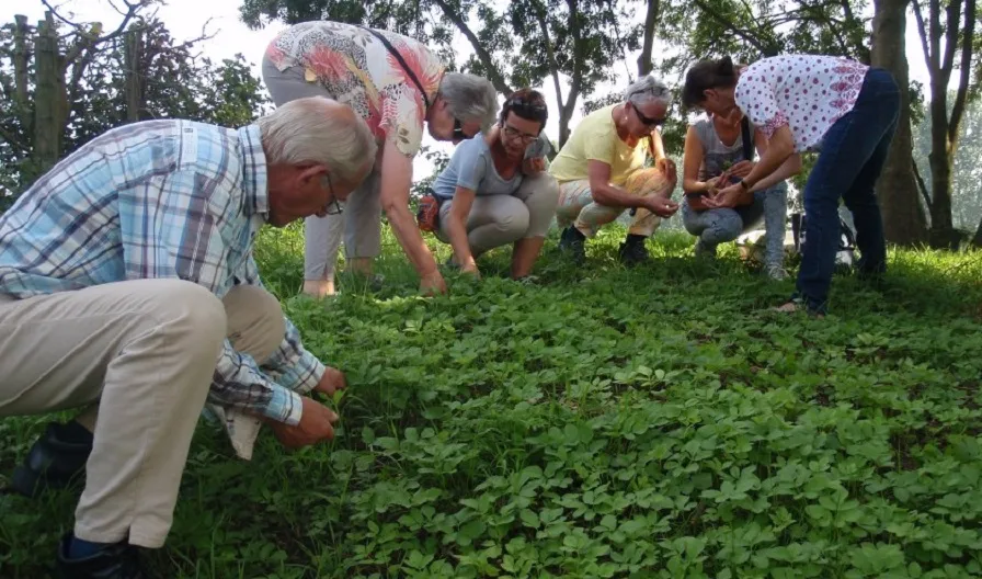 proeverij van wilde kruiden