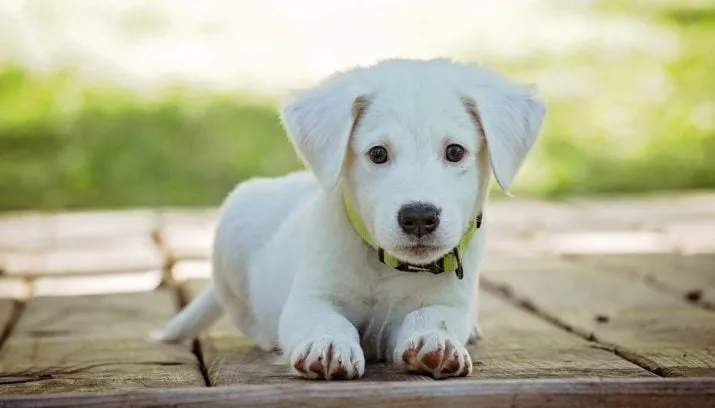 puppy 1903313 960 720 715x408