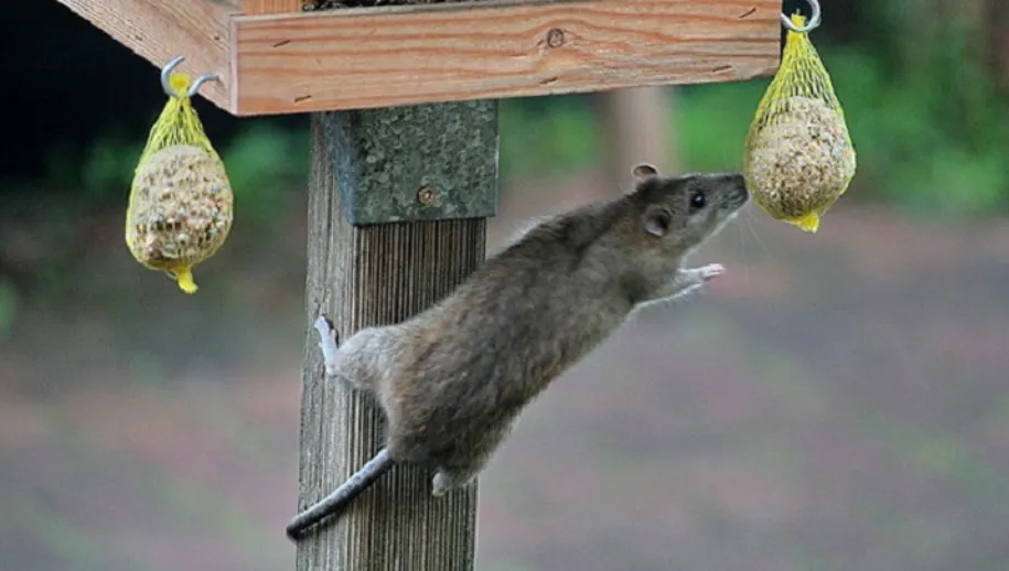 ratten in de omgeving 915x518 1