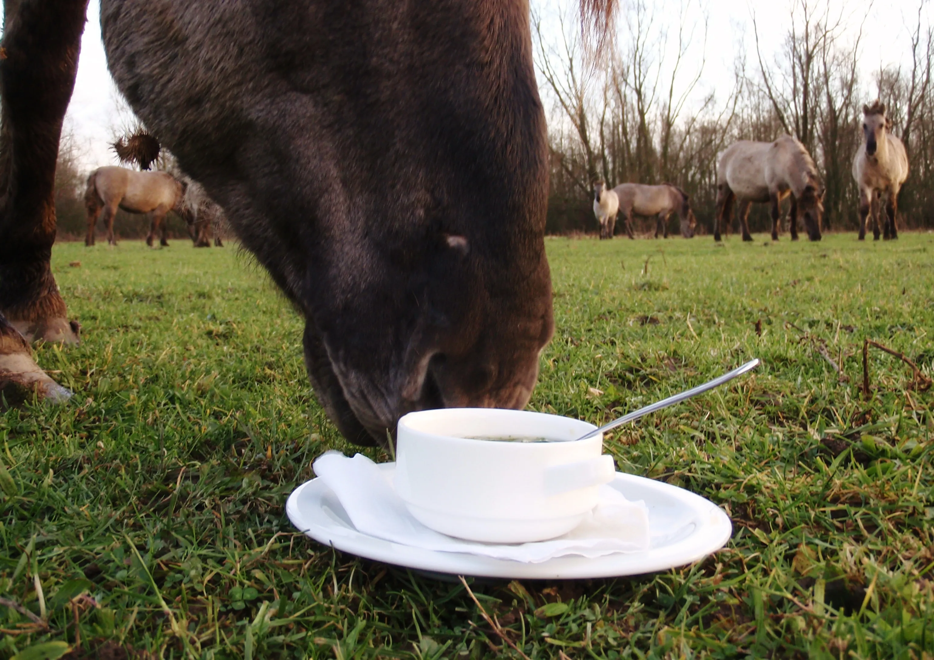 red286s9toybk26q89ubdth5f fotodijkm2015 01 04singelstochtsoeptoe 2