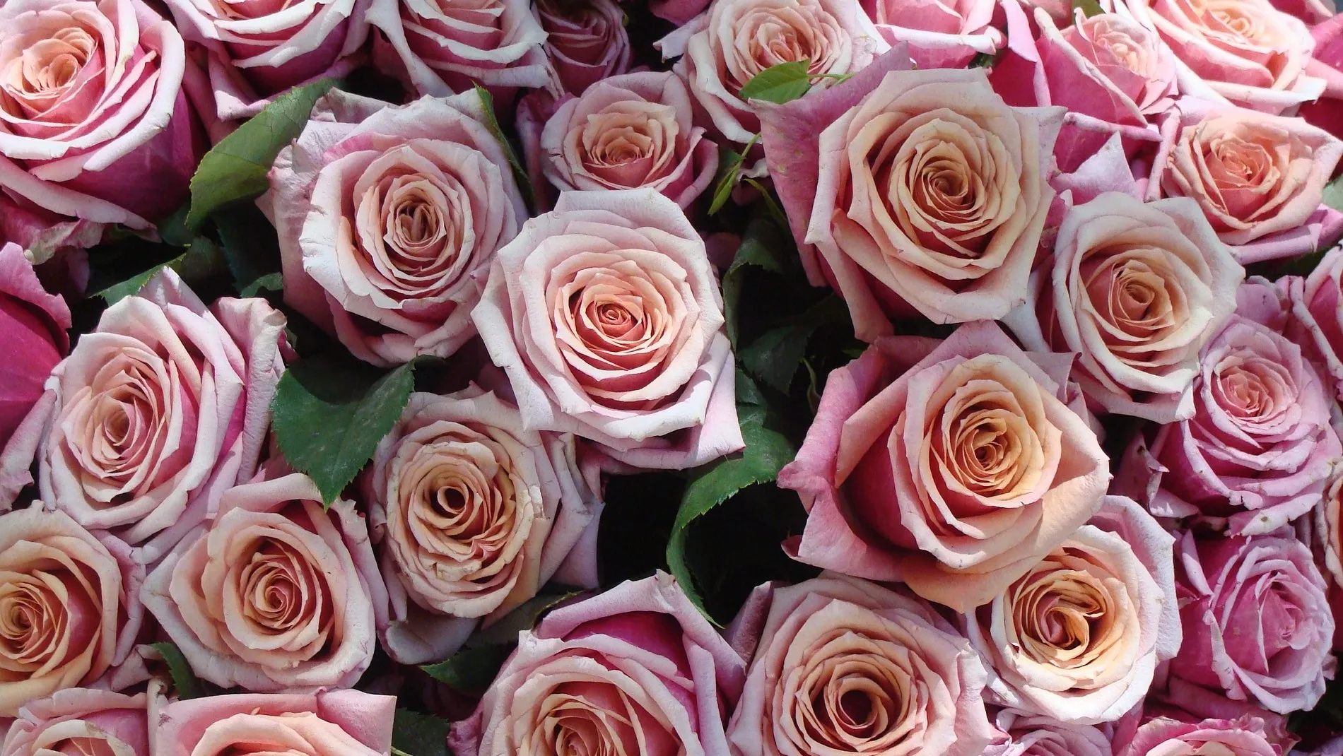 roses 535828 1920 e1446241688272