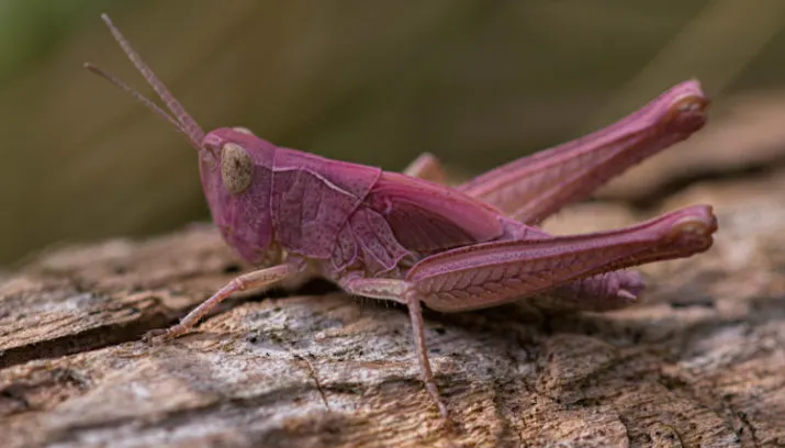 roze sprinkhaan1 715x408
