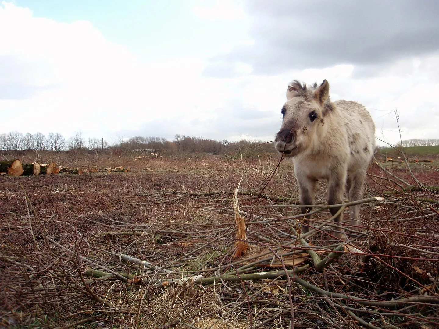 ruimte voor de waal in beuningen