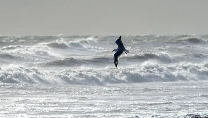 seagull 379593 1280 715x408