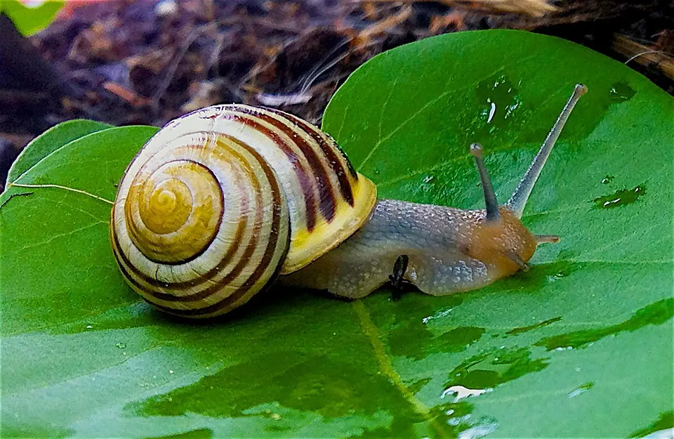 snail 1124028 960 720